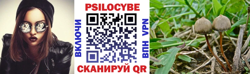 Псилоцибиновые грибы Psilocybe  Купить закладки  Дмитров 